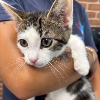 Barnaby -  Domestic Short Hair Cat for Adoption in Allentown, Pennsylvania - Barnaby | PetCurious