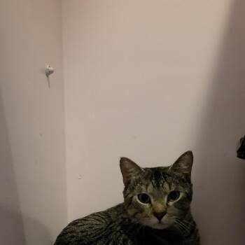 Sturgill -  Domestic Short Hair Cat for Adoption in Charleston, South Carolina - Sturgill | PetCurious