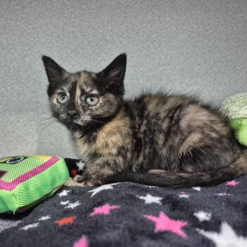 Thumbtack -  Domestic Short Hair Cat for Adoption in Newark, New Jersey - Thumbtack | PetCurious