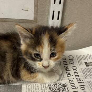Domestic Medium Hair Cats Available for Adoption in Yuma, Arizona - Firebolt | PetCurious