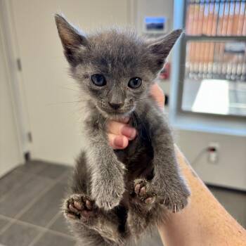 Nashville -  Domestic Short Hair Cat for Adoption in Boerne, Texas - Nashville | PetCurious