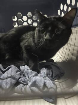 Domestic Short Hair Cats Available for Adoption in Palmetto, Florida - A135579 | PetCurious