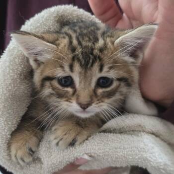 Pocus -  Domestic Short Hair Cat Available for Adoption in Fort Collins, Colorado - Pocus | PetCurious