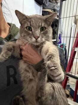 Domestic Medium Hair Cats Available for Adoption in Dallas, Texas - Cotton 5646 | PetCurious