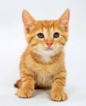 Ginny -  Domestic Short Hair Cat for Adoption in Morton Grove, Illinois - Ginny | PetCurious