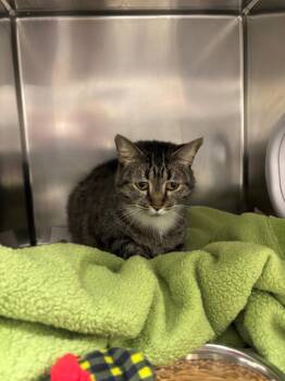 Louise -  Domestic Medium Hair Cat for Adoption in Findlay, Ohio - Louise | PetCurious