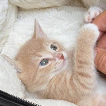 Pixel -  Domestic Short Hair Cat for Adoption in Long Beach, California - Pixel | PetCurious
