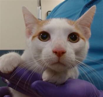 WINSTON -  Domestic Short Hair Cat for Adoption in Doral, Florida - WINSTON | PetCurious