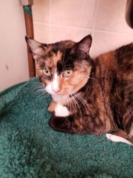 Rescue Snowshoe Cats for Adoption in Buena Park, California - Isabella | PetCurious