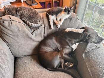 Lumpy -  Domestic Short Hair Cat for Adoption in Evansville, Indiana - Lumpy | PetCurious