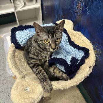 Whitman -  Domestic Short Hair Cat for Adoption in Lenexa, Kansas - Whitman | PetCurious