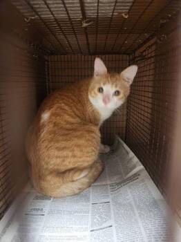 Big Tuna -  Domestic Short Hair Cat for Adoption in Austin, Texas - Big Tuna | PetCurious
