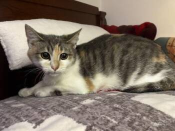 Rescue Domestic Short Hair and Dilute Tortoiseshell Cats for Adoption in Greensboro, North Carolina - Ritz | PetCurious