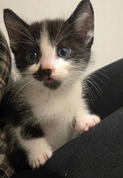 Rescue Domestic Short Hair Cats for Adoption in San Jose, California - Pepper | PetCurious