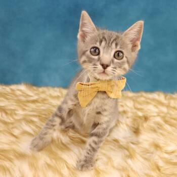 Wiley - Coming Soon -  Domestic Short Hair Cat Available for Adoption in League City, Texas - Wiley - Coming Soon | PetCurious