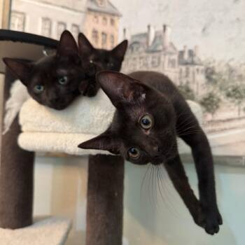 Rescue Domestic Medium Hair Cats for Adoption in Nacogdoches, Texas - LILY | PetCurious