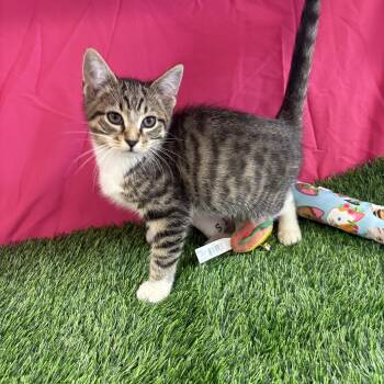 Buzz -  Domestic Short Hair Cat for Adoption in Bardstown, Kentucky - Buzz | PetCurious