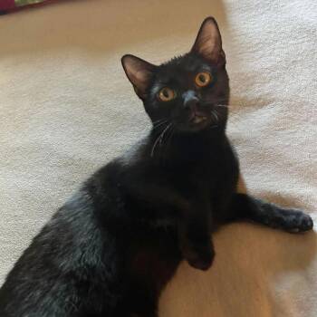 Mac -  Domestic Short Hair Cat for Adoption in Harrisburg, Pennsylvania - Mac | PetCurious