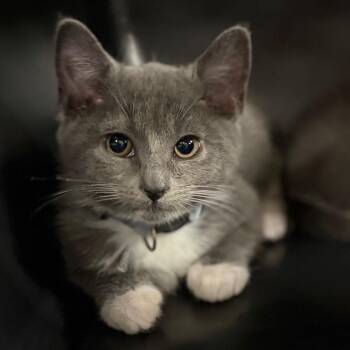 Eden -  Domestic Short Hair Cat for Adoption in Allentown, Pennsylvania - Eden | PetCurious