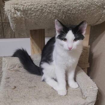 POTTER -  Domestic Medium Hair and Maine Coon Cat for Adoption in Escalon, California - POTTER | PetCurious