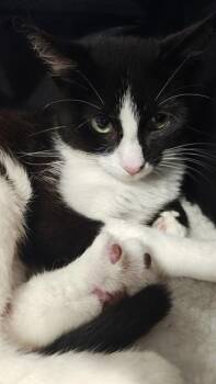 BUBBA -  Domestic Short Hair Cat for Adoption in Louisville, Kentucky - BUBBA | PetCurious