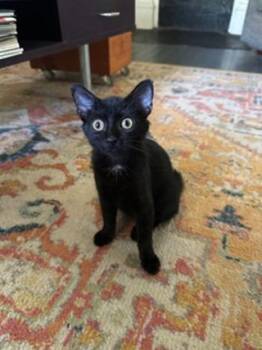 KITTEN CARLITA -  Domestic Short Hair Cat for Adoption in Franklin, Tennessee - KITTEN CARLITA | PetCurious