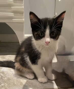 Oliver & Co.: Georgette -  Calico and Domestic Short Hair Cat for Adoption - Oliver & Co.: Georgette | PetCurious