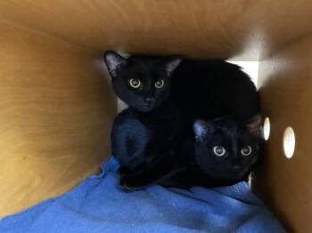 Chita -  Domestic Short Hair Cat for Adoption in Bellevue, Washington - Chita | PetCurious
