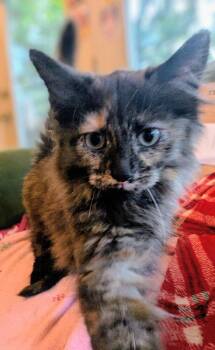Cayenne -  Domestic Short Hair Cat for Adoption in Dayton, Ohio - Cayenne | PetCurious