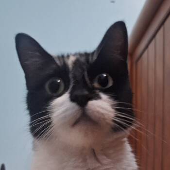 Rescue Domestic Short Hair Cats for Adoption in Grantsville, Utah - Fruit Loops | PetCurious