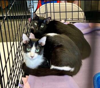Rescue Domestic Short Hair Cats for Adoption in Gardena, California - Athena And Artemis - Bonded Pair | PetCurious