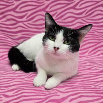 Blakely -  Domestic Short Hair Cat for Adoption in Frankfort, Indiana - Blakely | PetCurious