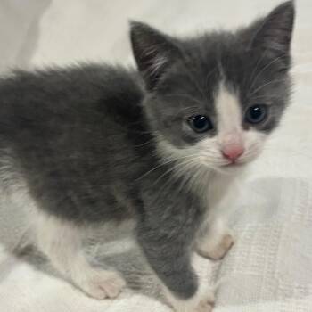 Domestic Short Hair Cats Available for Adoption in Union City, Pennsylvania - Mischief | PetCurious