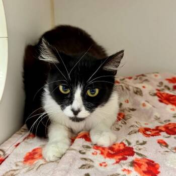 Dixie -  Domestic Long Hair Cat Available for Adoption in Long Beach, California - Dixie | PetCurious