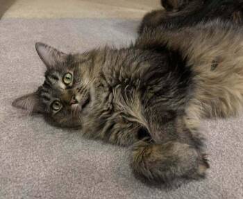 *Domino (bonded to *Jeff) -  Domestic Long Hair Cat for Adoption in Hudson, New Hampshire - *Domino (bonded To *Jeff) | PetCurious