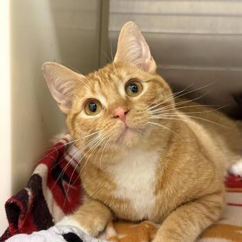 Domestic Short Hair Cats Available for Adoption in Aiken, South Carolina - Tropicana 63410 | PetCurious