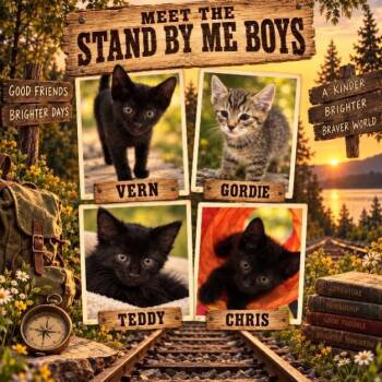 Chris -  Domestic Short Hair Cat for Adoption in Lincoln, California - Chris | PetCurious