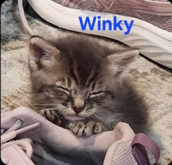 Winky -  Domestic Short Hair Cat for Adoption in San Jacinto, California - Winky | PetCurious