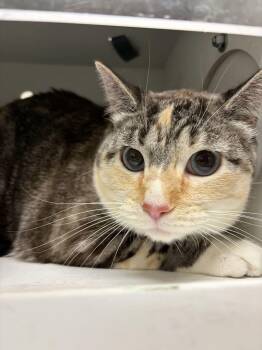 Millie -  Domestic Short Hair Cat for Adoption in Fruit Heights, Utah - Millie | PetCurious