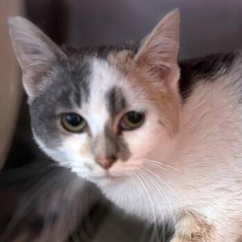 Domestic Short Hair Cats Available for Adoption in Janesville, Wisconsin - Berry | PetCurious