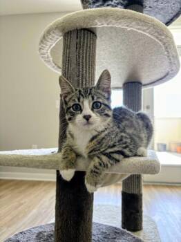 Louis -  Domestic Short Hair and Tabby Cat for Adoption in Sunnyvale, California - Louis | PetCurious