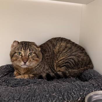 Domestic Short Hair Cats Available for Adoption - Mickey | PetCurious