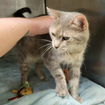 Domestic Short Hair Cats Available for Adoption in Columbia, Missouri - Princess Peach | PetCurious