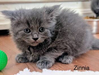 Russian Blue and Domestic Medium Hair Cats Available for Adoption - Zinnia | PetCurious