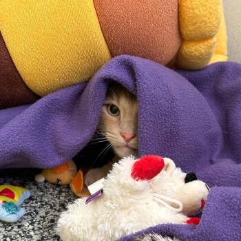 Rico NOCO -  Domestic Short Hair Cat for Adoption in Denver, Colorado - Rico NOCO | PetCurious