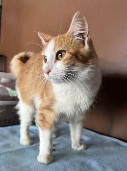 Delilah -  Domestic Short Hair Cat for Adoption in Minneapolis, Minnesota - Delilah | PetCurious