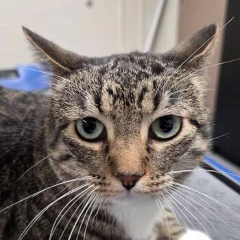 Domestic Short Hair Cats Available for Adoption in Yankton, South Dakota - Betsy | PetCurious