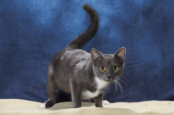 Rescue Domestic Short Hair Cats for Adoption in Chesapeake, Virginia - Mittens | PetCurious