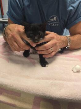 Travelin Man -  Domestic Short Hair Cat for Adoption in Detroit, Michigan - Travelin Man | PetCurious