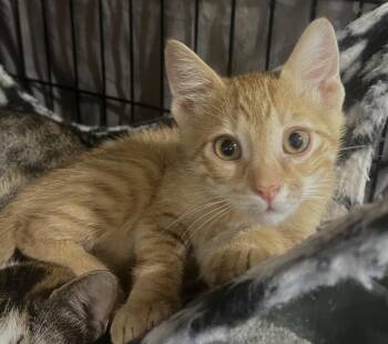 Amaro (SH) -  American Shorthair Cat for Adoption in Schertz, Texas - Amaro (SH) | PetCurious